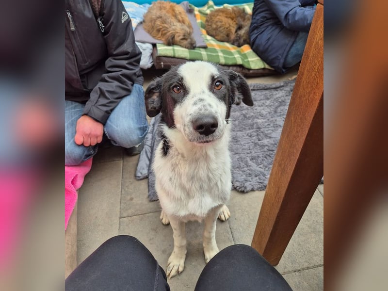 ♥KIM♥ neu auf Pflegestelle in Köln - verschmuste, zutrauliche, sanfte Juniorin 50 cm
