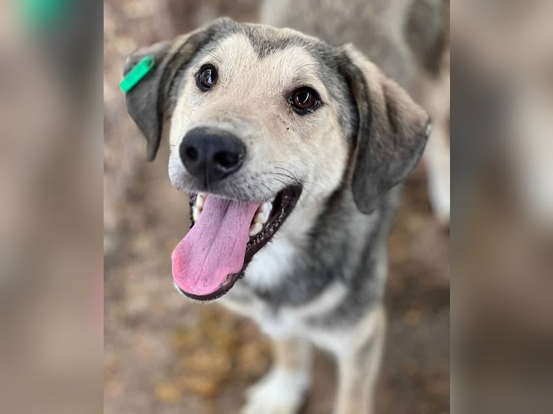 ♥BABU♥bildschöner Prachtjunge,den wir mit seinem besonderen Charme gleich ins Herz geschlossen haben