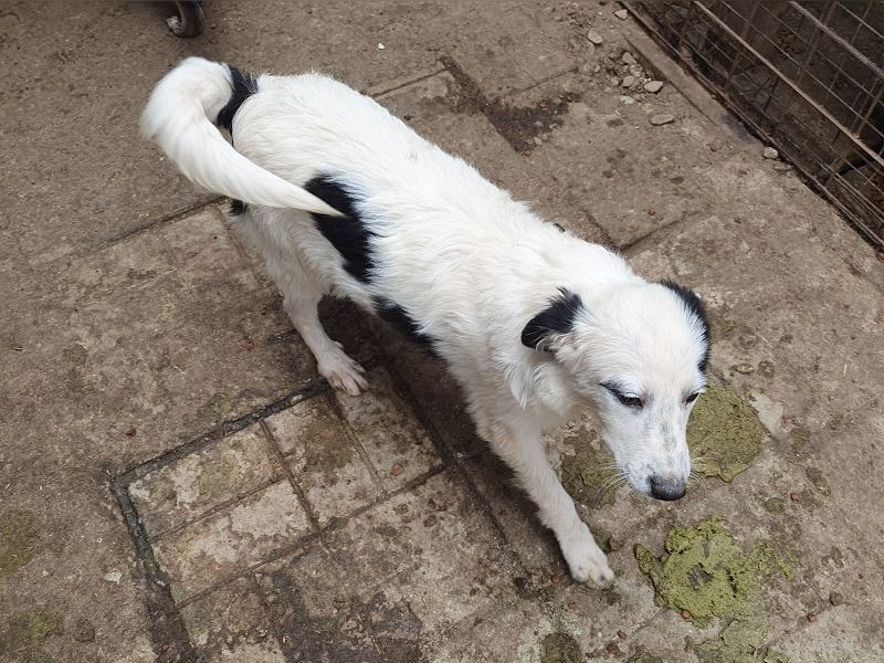 ♥YUKI♥ ab 15. Nov auf Pflegestelle bei Köln - zuckersüße, sehr zutrauliche, verspielte Juniorin 43cm