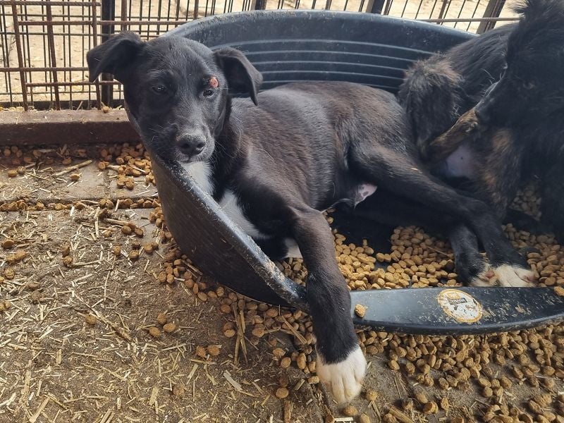 ♥ALBIE♥ wunderschöner, fröhlicher, verschmuster Sonnenschein 43 cm (etwas wachsend)