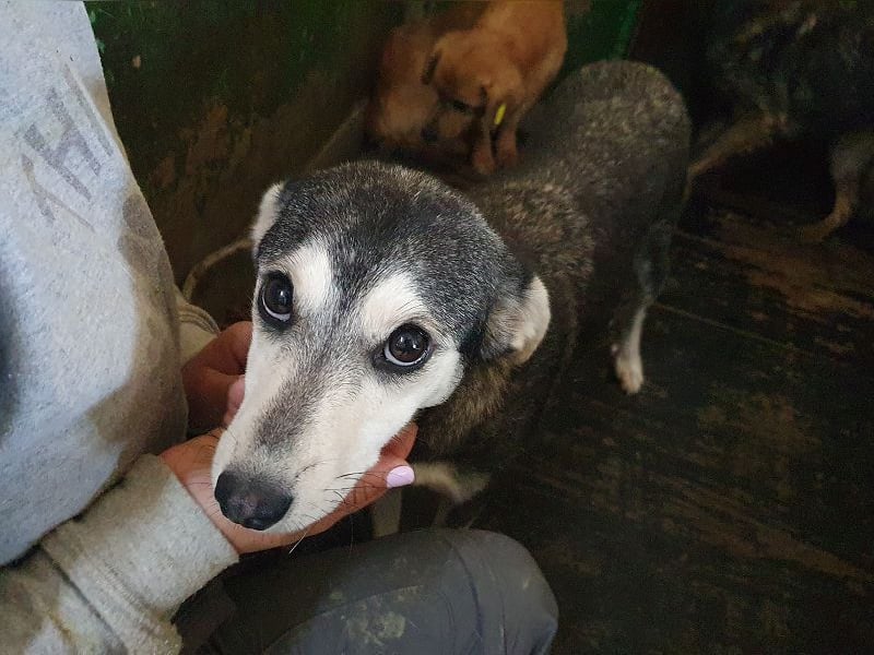 ♥FRITZI♥ neu auf Pflegestelle in Köln - zartes, ganz verschmustes Herzenshundekind 48 cm