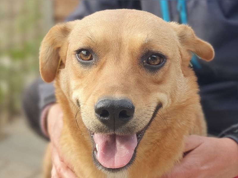 ♥PAULA♥ hübsche, sehr liebe, noch etwas zurückhaltende Zuckerschnute 46 cm