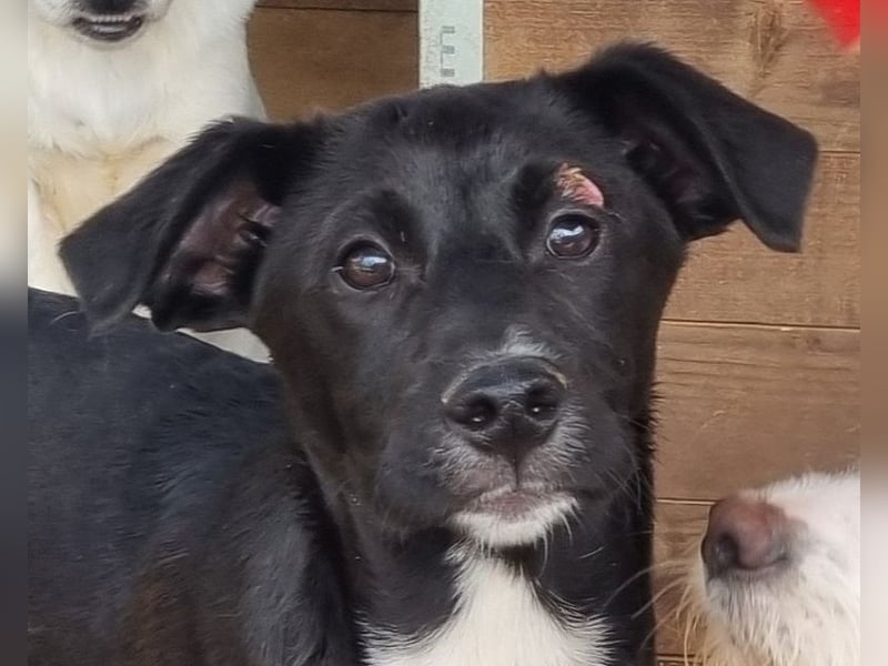 ♥ALBIE♥ wunderschöner, fröhlicher, verschmuster Sonnenschein 43 cm (etwas wachsend)