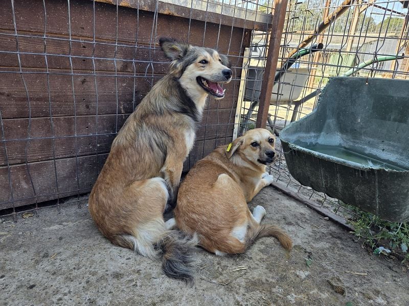♥SIMBA♥ neu auf Pflegestelle bei Köln - wunderschöner, so süßer und herzlicher Rüde 44 cm