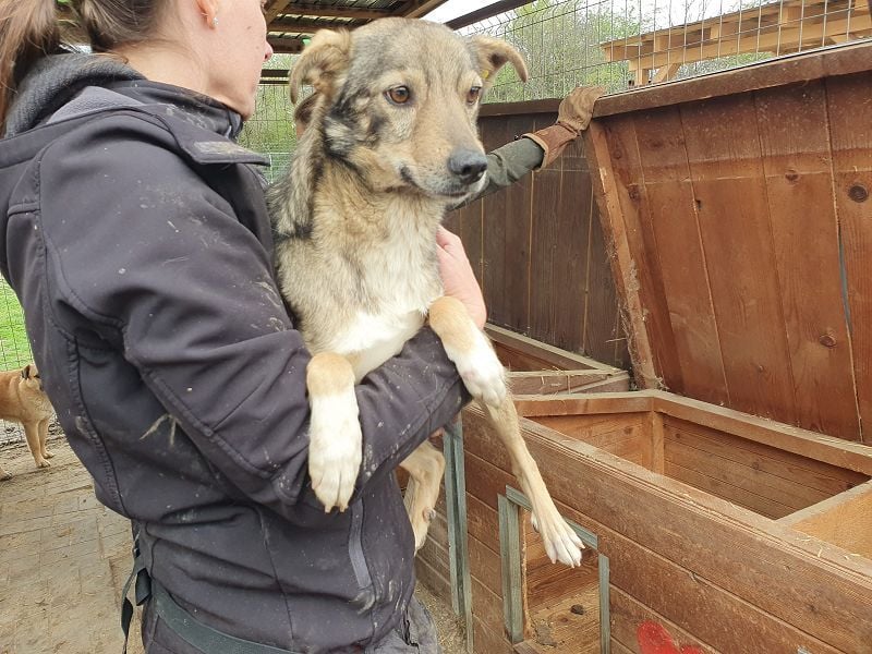 ♥LUMI♥ süßer, ganz lieber Rüde, der im Tierheim sehr viel Angst hat 47 cm