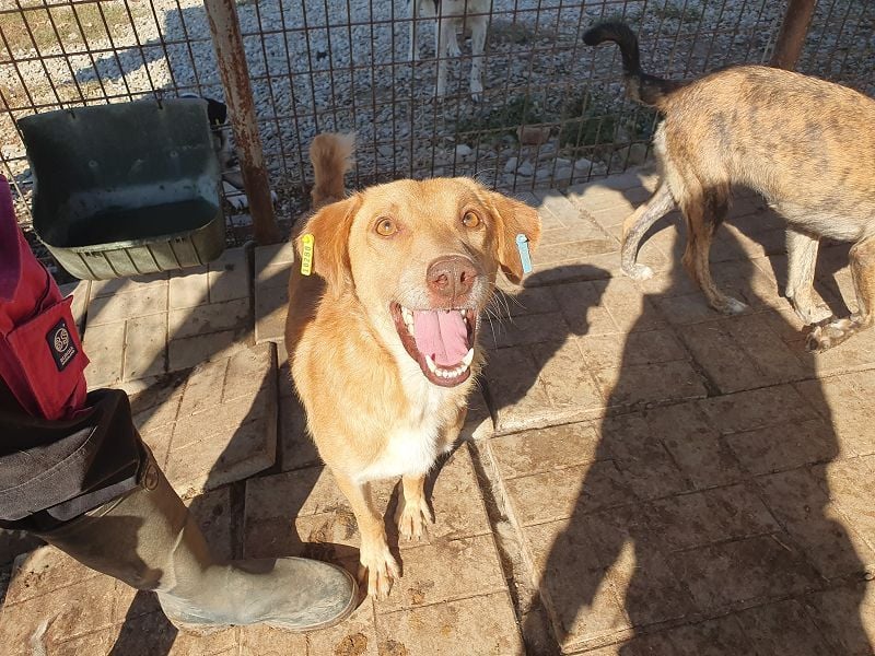 ♥SANTOS♥ anhänglicher, fröhlicher, aktiver, ganz toller Rüde 44 cm