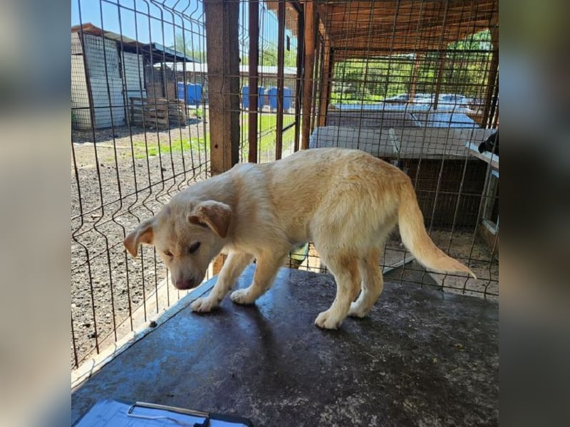 ♥ELIAS♥ süßer,sehr zutraulicher, verspielter Bub,der aussieht wie ein kleiner Eisbär-wird mittelgroß