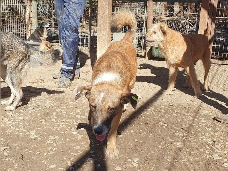 ♥NICO♥ verschmuster, sehr menschenbezogener, aufgeschlossener hübscher Rüde 47 cm ♥NICO♥ verschmuster, sehr menschenbezogener, aufgeschlossener hübscher Rüde 47 cm