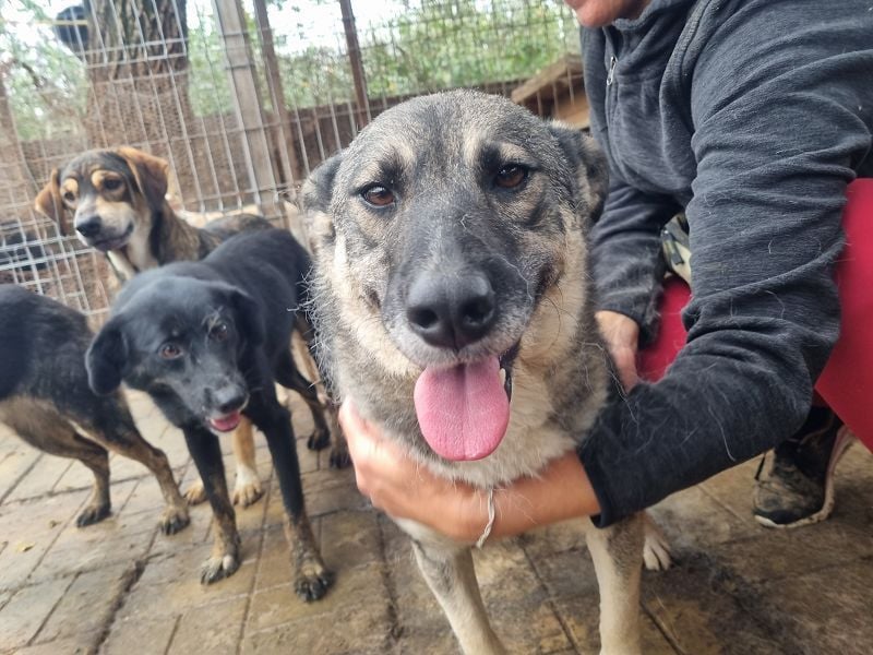 ♥LONKA♥ ab 14. Nov auf Pflegestelle bei Köln-wunderschöne, schmuse- und liebesbedürftige Hündin 44cm