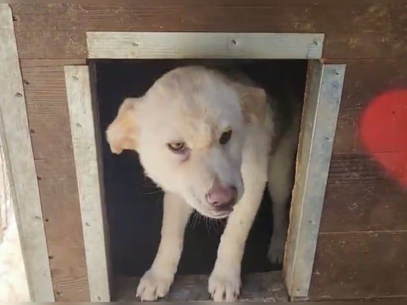 ♥ELIAS♥ süßer,sehr zutraulicher, verspielter Bub,der aussieht wie ein kleiner Eisbär-wird mittelgroß