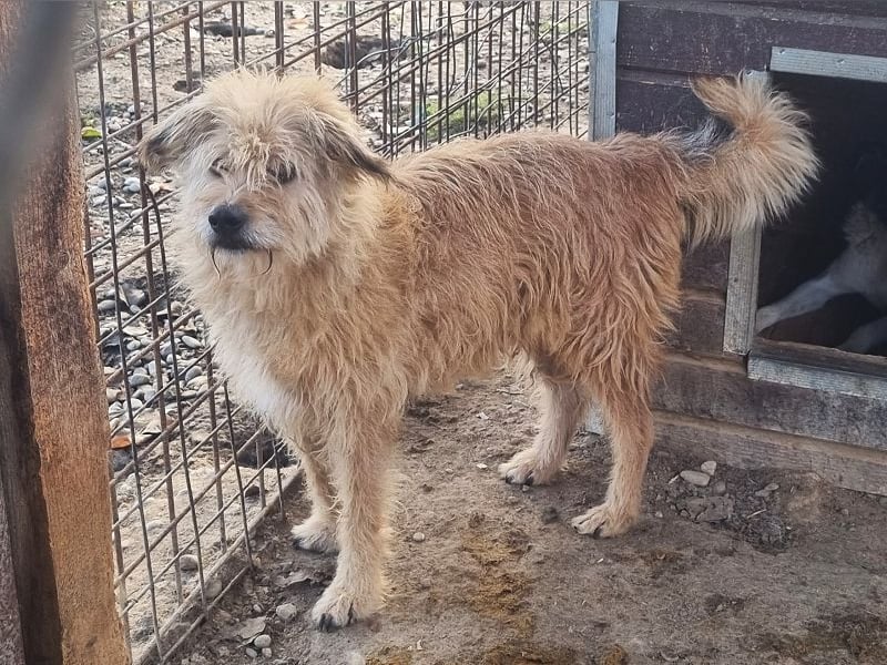 ♥LINDI♥ ruhige, sanfte, anfangs noch vorsichtige süße Hündin mit wuscheligem goldfarbenen Fell 49 cm