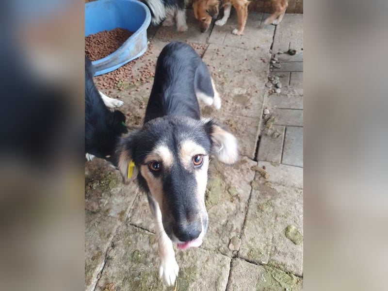 ♥ISABELLA♥ unglaublich verschmuste, verspielte, schlanke Schönheit mit ganz weichem Fell 46 cm