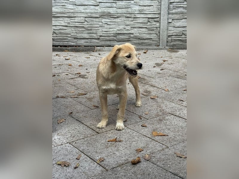 ♥BARNY♥ auf Pflegestelle bei Köln - zuckersüßer, verspielter Bub 44 cm (wachsend)