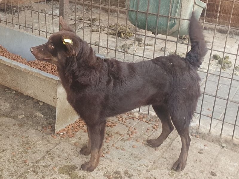 ♥SCHOKI♥ neu auf Pflegestelle bei Köln - süße, anhängliche, ruhige Hündin 44cm