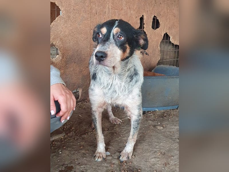 ♥NELE♥ wunderschöne, ruhige, verschmuste, sensible Hündin mit Pointer-Fellzeichnung 47 cm