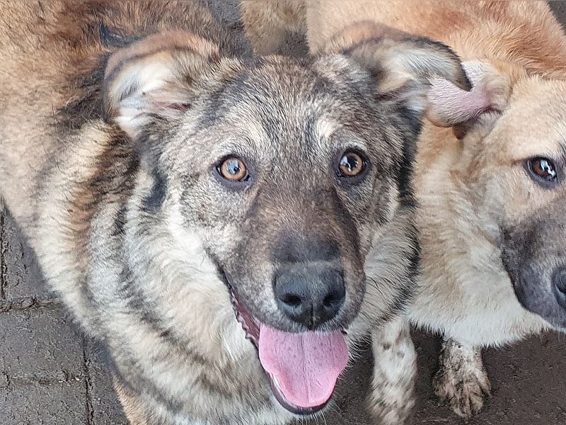 ♥ALISON♥ bezaubernde, verschmuste Junghündin voller Lebensfreude 49 cm