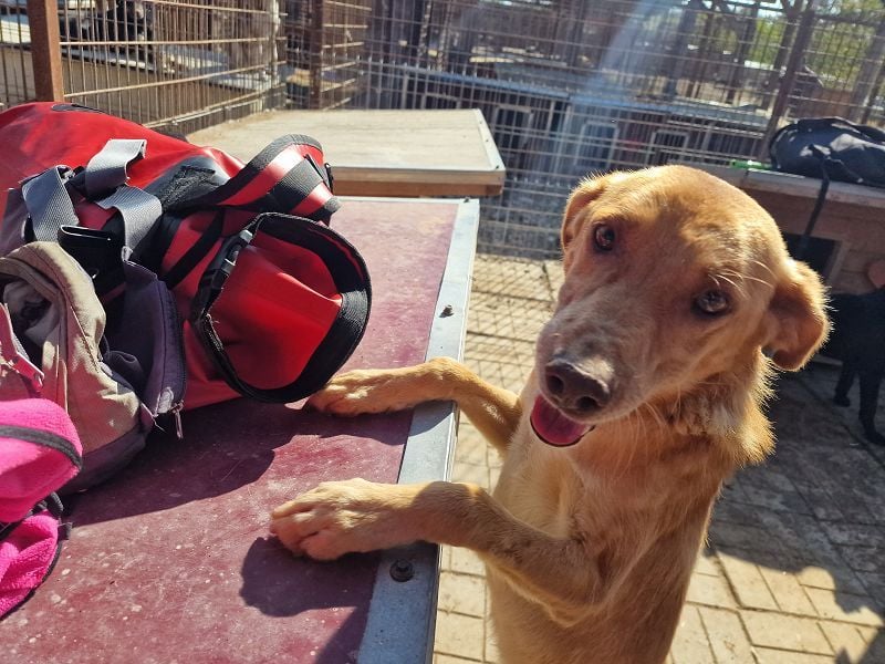 ♥SANTOS♥ anhänglicher, fröhlicher, aktiver, ganz toller Rüde 44 cm