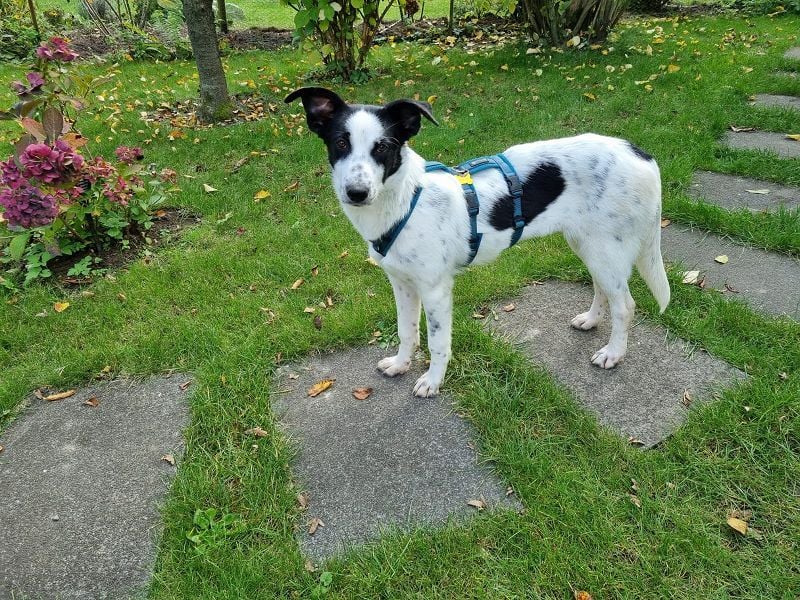 ♥KIM♥ neu auf Pflegestelle in Köln - verschmuste, zutrauliche, sanfte Juniorin 50 cm