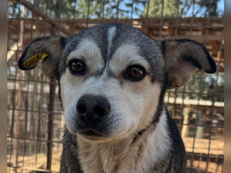 ♥BOBO♥ ganz verschmuster, offener, menschenbezogener Rüde voller Vertrauen 47 cm