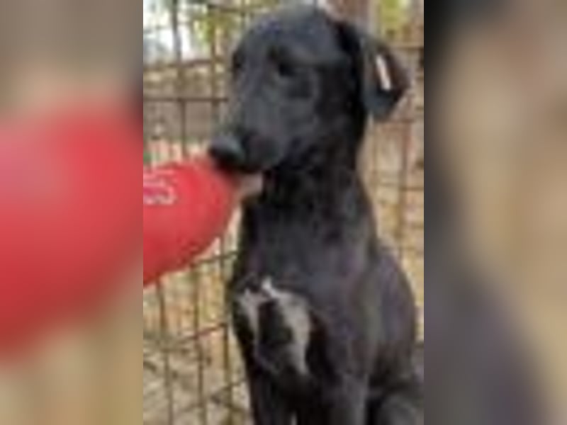 ♥LETTY♥ sehr zarte, süße Hündin, die von einem Fabrikgelände gerettet wurde 50 cm