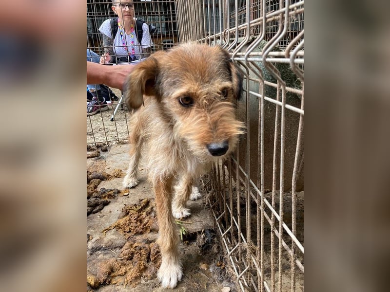 ♥SOUL♥ niedliche, anfangs noch vorsichtige Hündin mit dem zauberhaft getigerten Struppifell 47 cm ♥SOUL♥ niedliche, anfangs noch vorsichtige Hündin mit dem zauberhaft getigerten Struppifell 47 cm