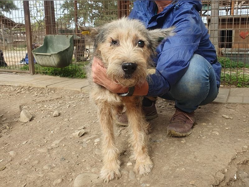♥LENI♥ ab 14. Nov auf Pflegestelle in Köln - bezaubernde, süße, leider zu dünne Hündin 48cm