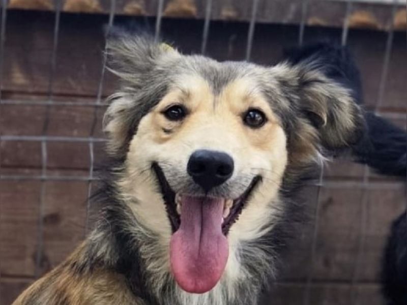 ♥SIMBA♥ neu auf Pflegestelle bei Köln - wunderschöner, so süßer und herzlicher Rüde 44 cm