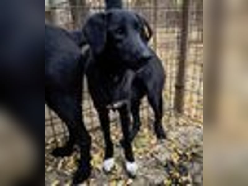 ♥LETTY♥ sehr zarte, süße Hündin, die von einem Fabrikgelände gerettet wurde 50 cm