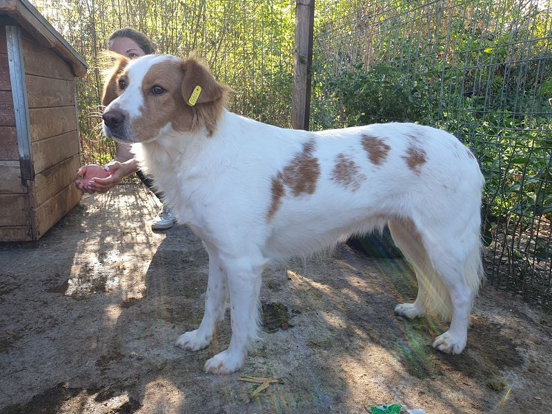 ♥NOALI♥ wunderschöne, noch etwas unsichere Hündin mit wuscheliger Puschelrute 50 cm