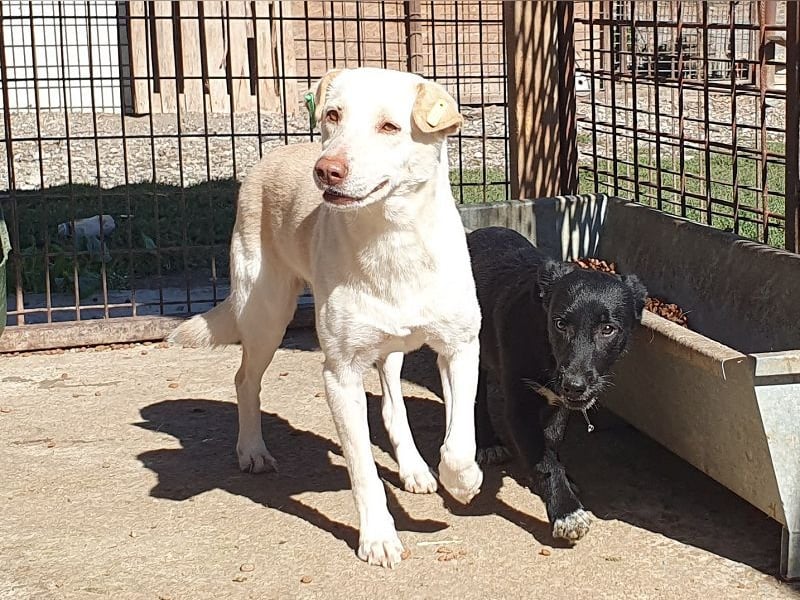 ♥MALEEN♥ ab 14. Nov auf Pflegestelle bei Köln - hübsche, süße, sanfte Hündin 48 cm