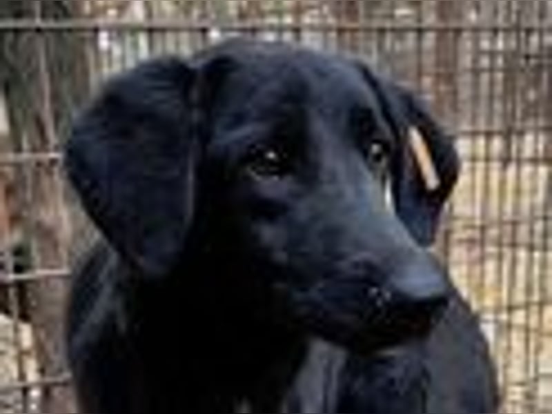 ♥LETTY♥ sehr zarte, süße Hündin, die von einem Fabrikgelände gerettet wurde 50 cm ♥LETTY♥ sehr zarte, süße Hündin, die von einem Fabrikgelände gerettet wurde 50 cm