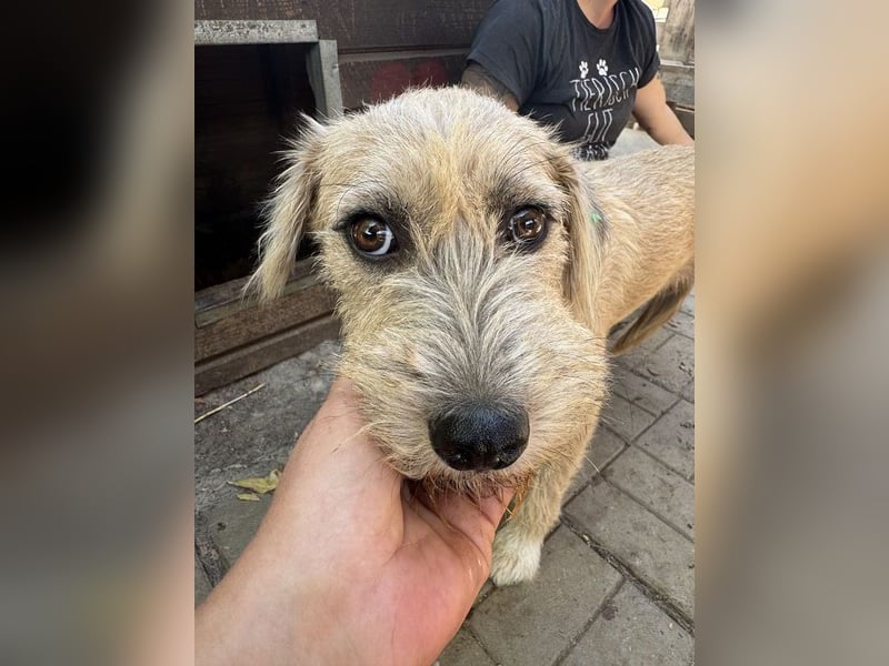 ♥CONNY♥ zuckersüße, sanfte Junghündin, die vom Tierheimstress überfordert ist 50 cm