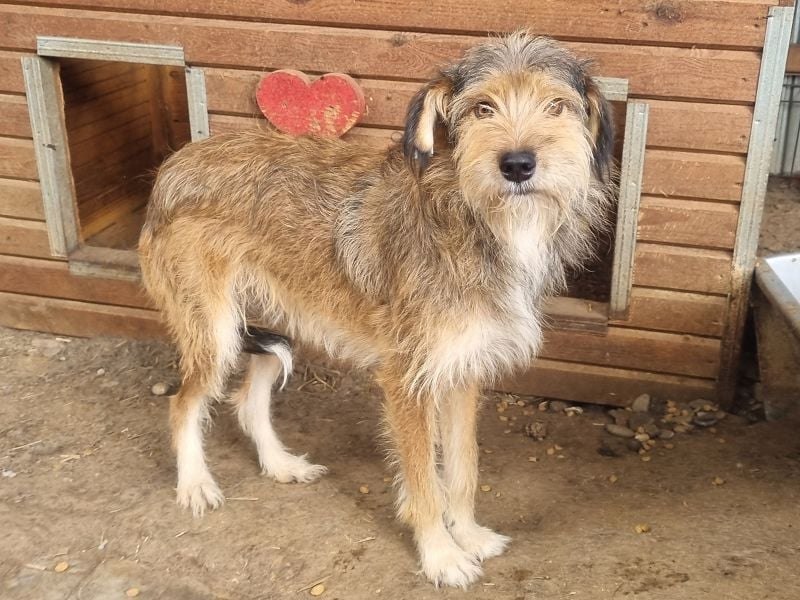 ♥SOUL♥ niedliche, anfangs noch vorsichtige Hündin mit dem zauberhaft getigerten Struppifell 47 cm ♥SOUL♥ niedliche, anfangs noch vorsichtige Hündin mit dem zauberhaft getigerten Struppifell 47 cm