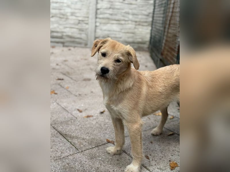 ♥BARNY♥ neu auf Pflegestelle bei Köln - zuckersüßer, verspielter Bub 44 cm (wachsend) ♥BARNY♥ neu auf Pflegestelle bei Köln - zuckersüßer, verspielter Bub 44 cm (wachsend)