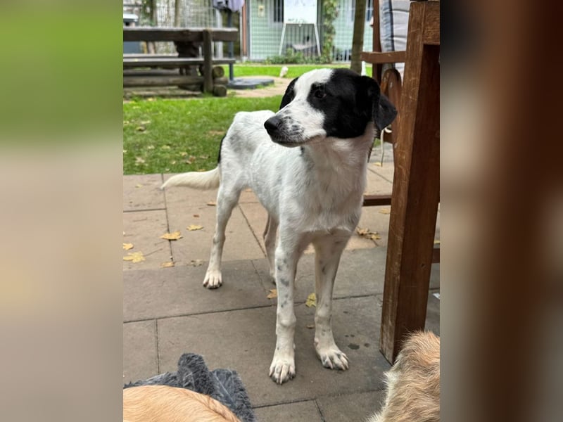 ♥KIM♥ neu auf Pflegestelle in Köln - verschmuste, zutrauliche, sanfte Juniorin 50 cm