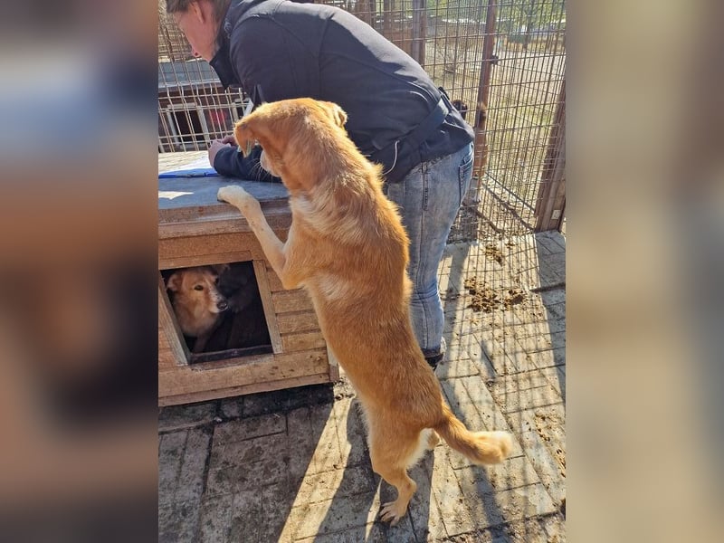 ♥SANTOS♥ anhänglicher, fröhlicher, aktiver, ganz toller Rüde 44 cm