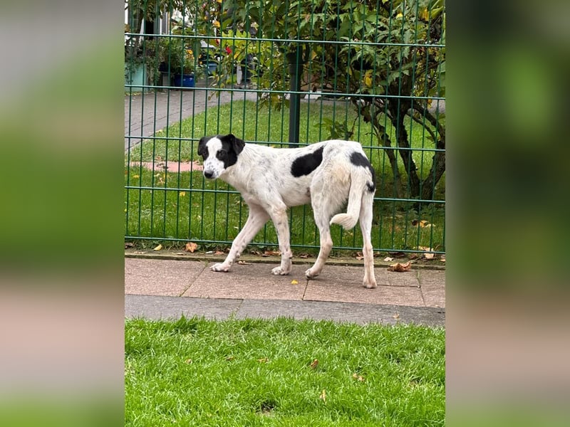 ♥KIM♥ neu auf Pflegestelle in Köln - verschmuste, zutrauliche, sanfte Juniorin 50 cm