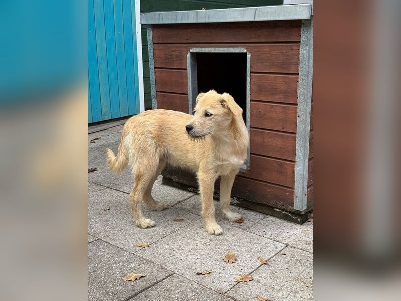 ♥BARNY♥ auf Pflegestelle bei Köln - zuckersüßer, verspielter Bub 44 cm (wachsend)