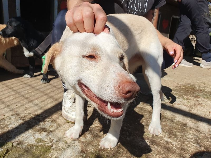 ♥MALEEN♥ ab 14. Nov auf Pflegestelle bei Köln - hübsche, süße, sanfte Hündin 48 cm