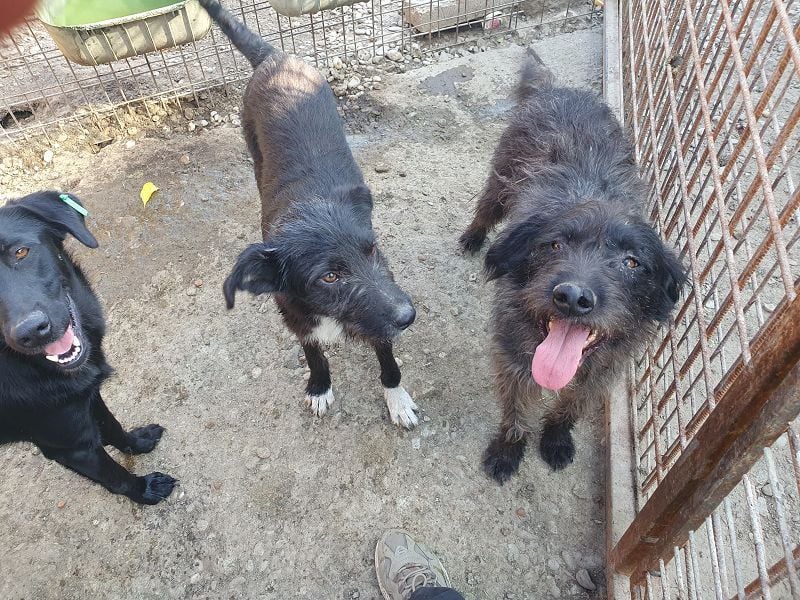 ♥BORIS♥ ganz zutraulicher, sanfter, lieber Wuschel-Mix-Rüde, der begeistert 46 cm ♥BORIS♥ ganz zutraulicher, sanfter, lieber Wuschel-Mix-Rüde, der begeistert 46 cm