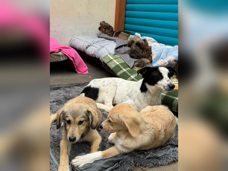 ♥KIM♥ neu auf Pflegestelle in Köln - verschmuste, zutrauliche, sanfte Juniorin 50 cm