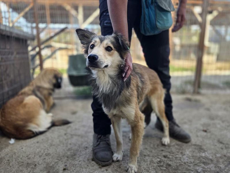 ♥SIMBA♥ neu auf Pflegestelle bei Köln - wunderschöner, so süßer und herzlicher Rüde 44 cm