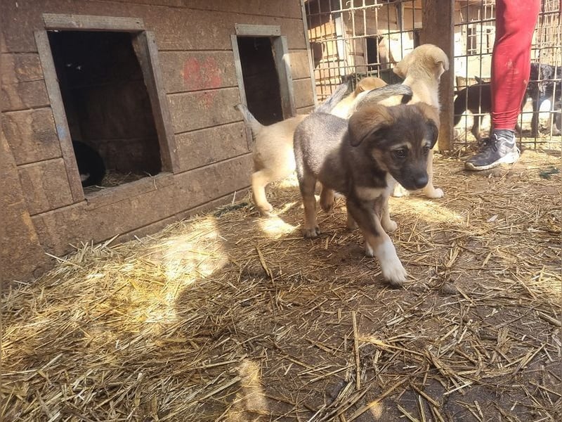 ♥ALISON♥ bezaubernde, verschmuste Junghündin voller Lebensfreude 49 cm