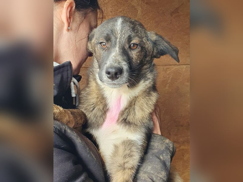 ♥CLARA♥ niedliche, verspielte Juniorin, die aktuell zu dünn ist 41 cm (noch wachsend)