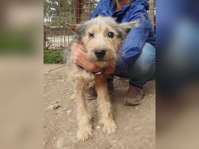 ♥LENI♥ ab 14. Nov auf Pflegestelle in Köln - bezaubernde, süße, leider zu dünne Hündin 48cm