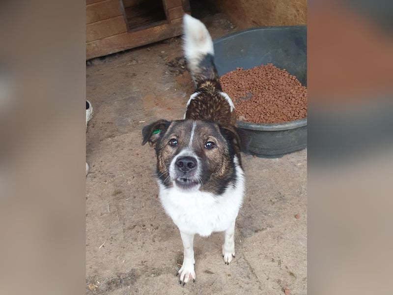 ♥LUCA♥ wunderschöner, total verschmuster, sehr menschenbezogener, sportlicher Junior 42 cm