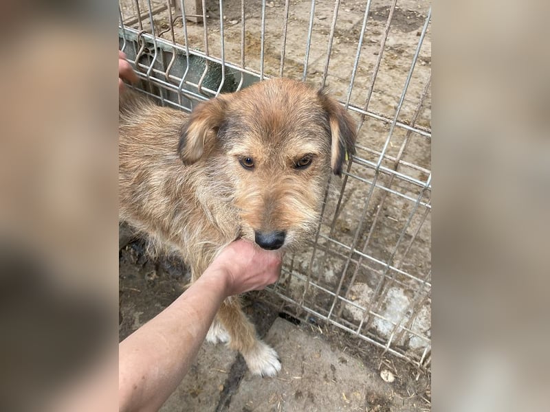 ♥SOUL♥ niedliche, anfangs noch vorsichtige Hündin mit dem zauberhaft getigerten Struppifell 47 cm ♥SOUL♥ niedliche, anfangs noch vorsichtige Hündin mit dem zauberhaft getigerten Struppifell 47 cm