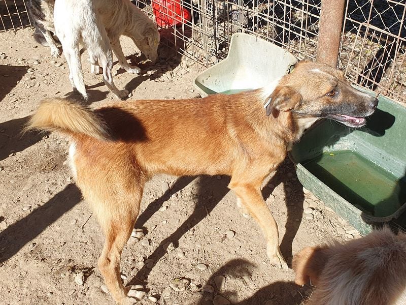 ♥NICO♥ verschmuster, sehr menschenbezogener, aufgeschlossener hübscher Rüde 47 cm ♥NICO♥ verschmuster, sehr menschenbezogener, aufgeschlossener hübscher Rüde 47 cm