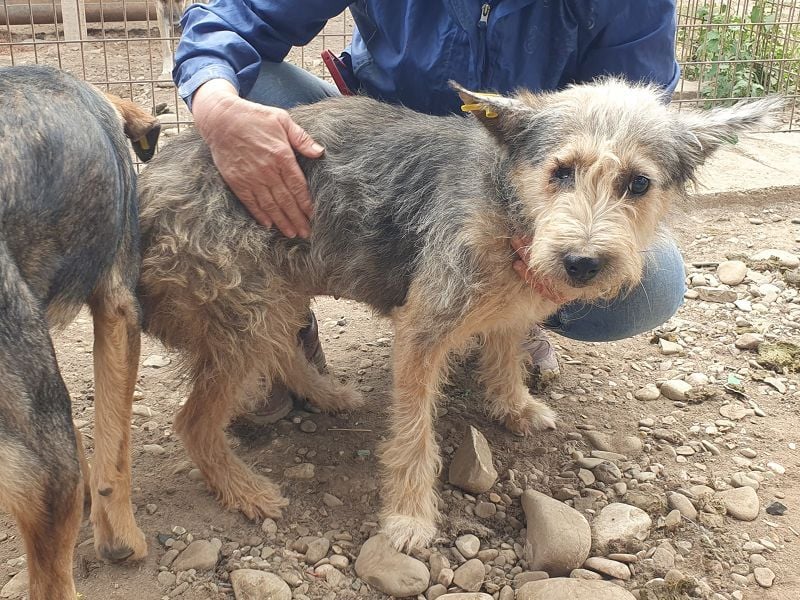 ♥LENI♥ ab 14. Nov auf Pflegestelle in Köln - bezaubernde, süße, leider zu dünne Hündin 48cm