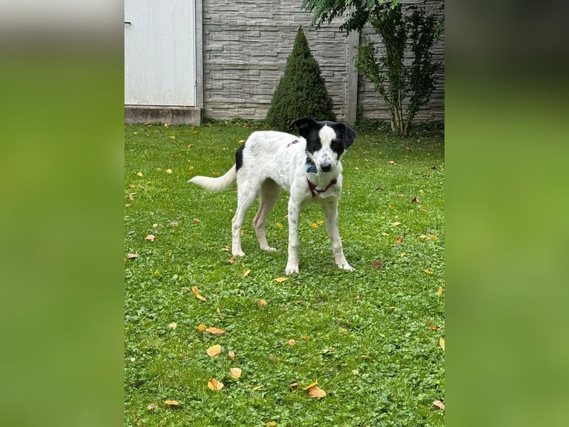 ♥KIM♥ neu auf Pflegestelle in Köln - verschmuste, zutrauliche, sanfte Juniorin 50 cm